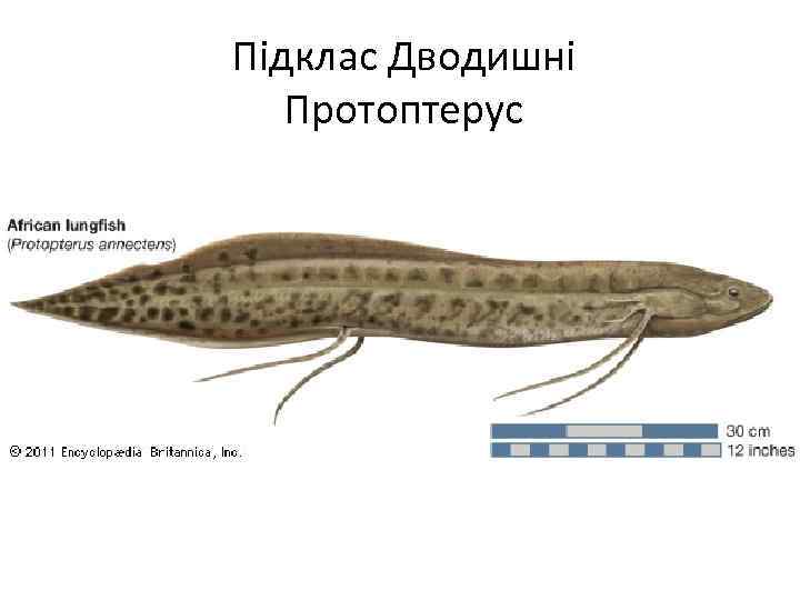 Підклас Дводишні Протоптерус 