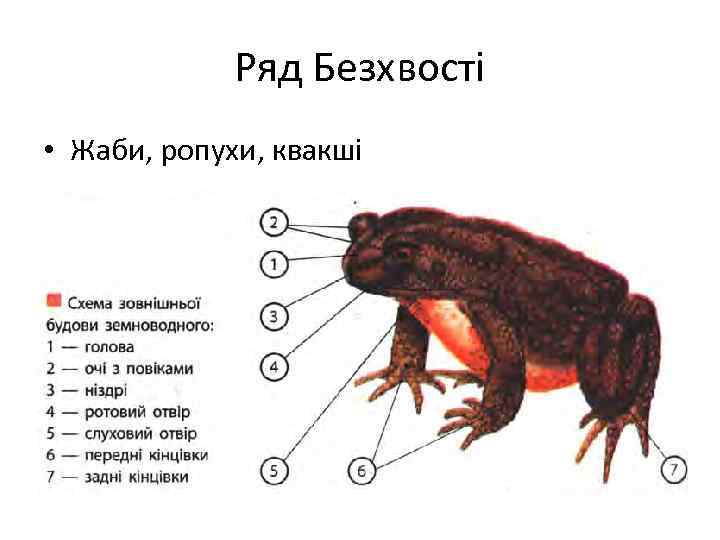 Ряд Безхвості • Жаби, ропухи, квакші 
