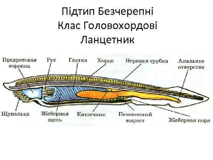 Підтип Безчерепні Клас Головохордові Ланцетник 