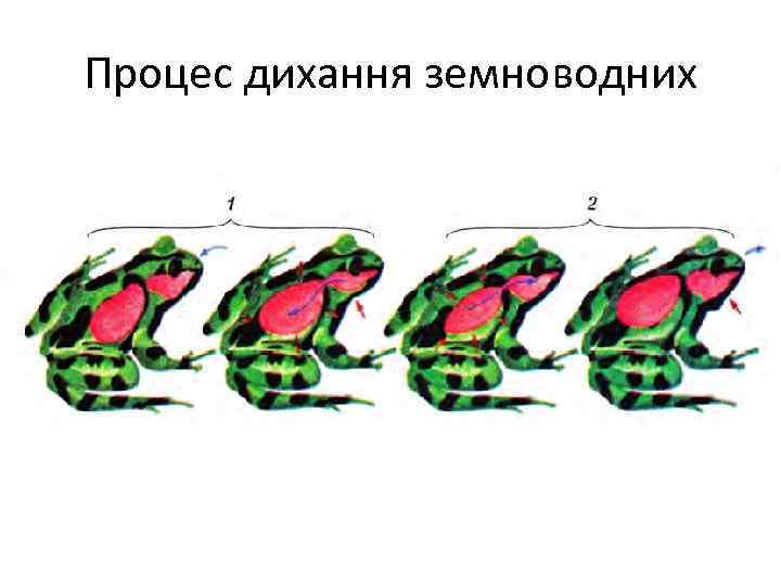 Процес дихання земноводних 