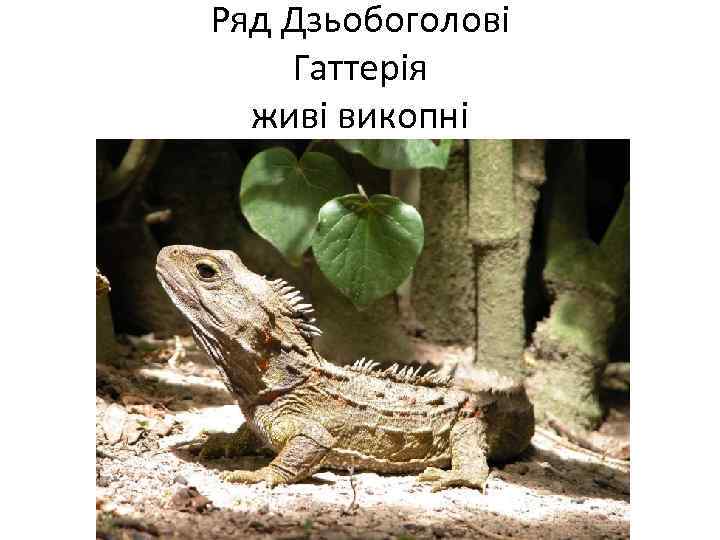 Ряд Дзьобоголові Гаттерія живі викопні 