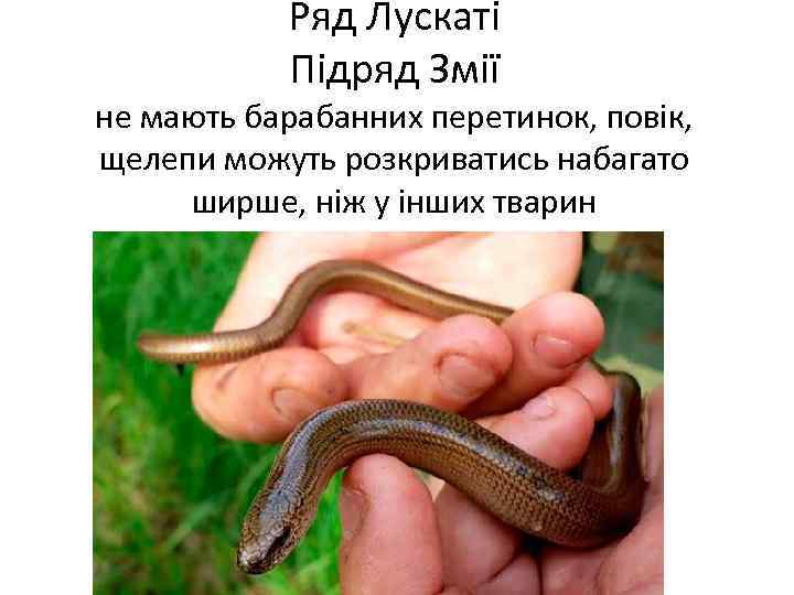 Ряд Лускаті Підряд Змії не мають барабанних перетинок, повік, щелепи можуть розкриватись набагато ширше,