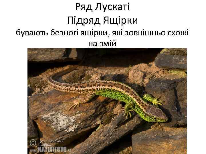 Ряд Лускаті Підряд Ящірки бувають безногі ящірки, які зовнішньо схожі на змій 