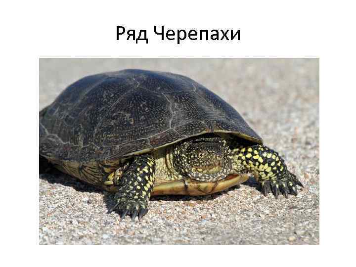 Ряд Черепахи 