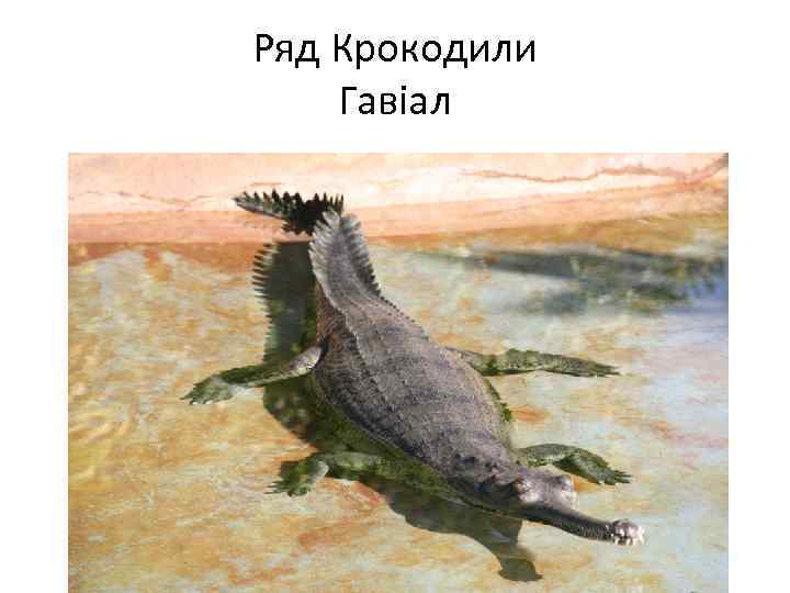 Ряд Крокодили Гавіал 