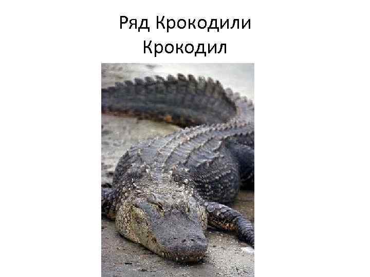 Ряд Крокодили Крокодил 