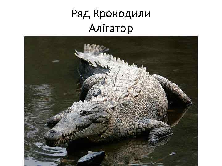 Ряд Крокодили Алігатор 