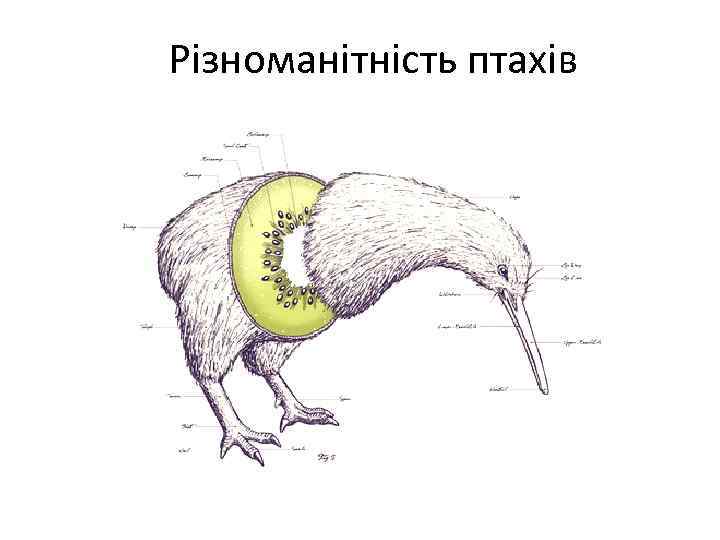 Різноманітність птахів 