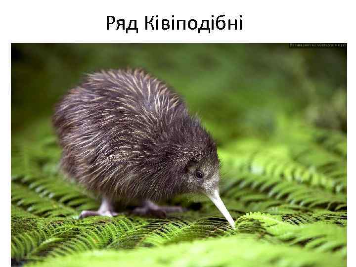 Ряд Ківіподібні 