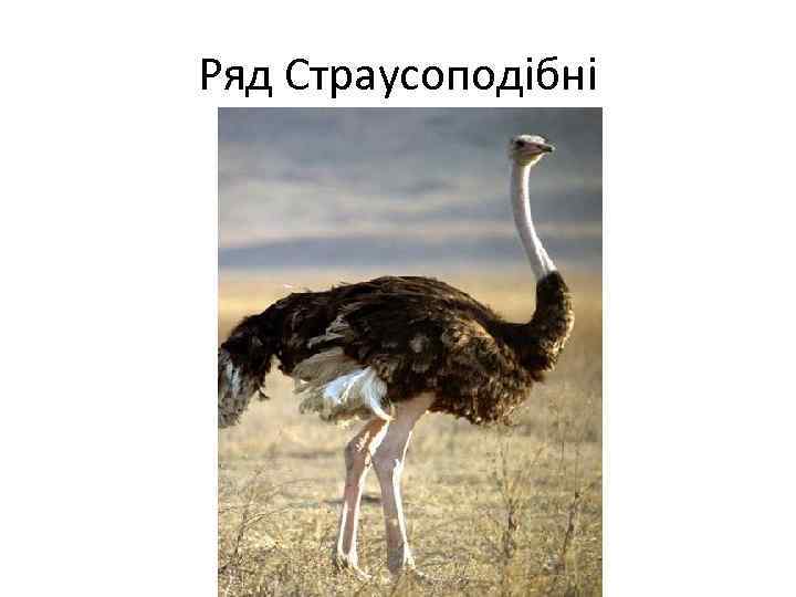 Ряд Страусоподібні 