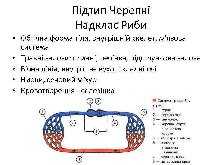 Підтип Черепні Надклас Риби • Обтічна форма тіла, внутрішній скелет, м'язова система • Травні