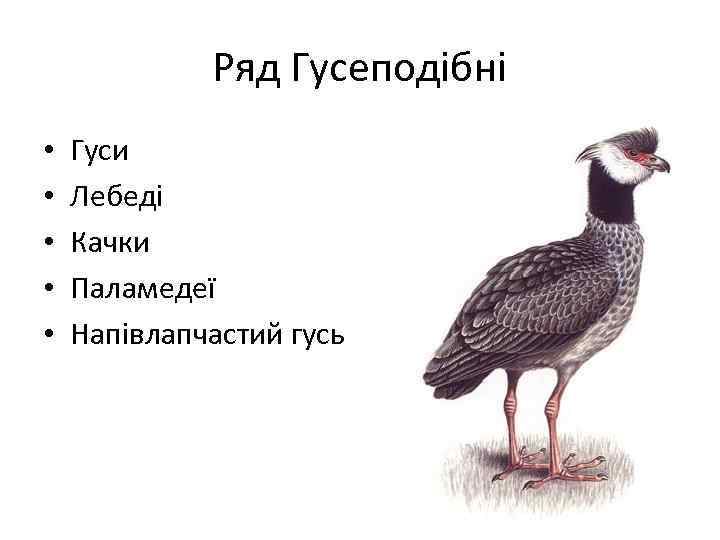 Ряд Гусеподібні • • • Гуси Лебеді Качки Паламедеї Напівлапчастий гусь 