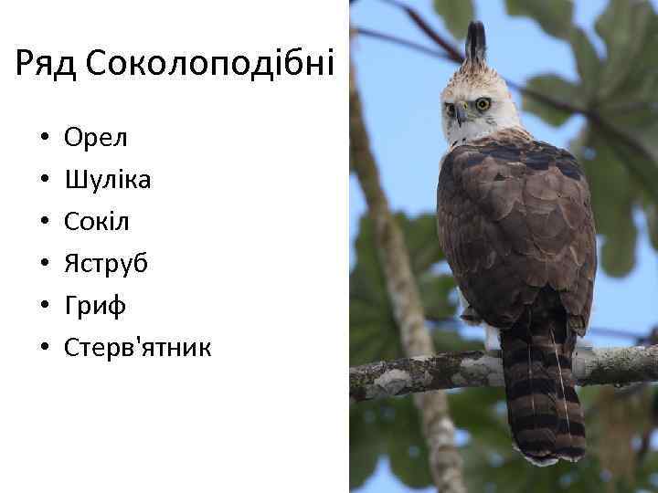 Ряд Соколоподібні • • • Орел Шуліка Сокіл Яструб Гриф Стерв'ятник 