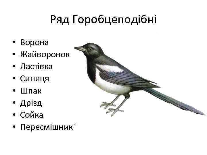 Ряд Горобцеподібні • • Ворона Жайворонок Ластівка Синиця Шпак Дрізд Сойка Пересмішник 