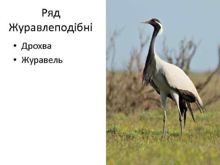 Ряд Журавлеподібні • Дрохва • Журавель 