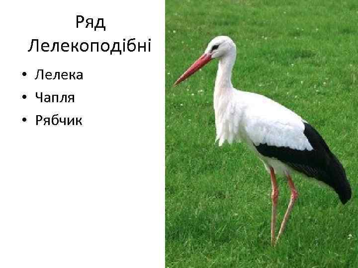 Ряд Лелекоподібні • Лелека • Чапля • Рябчик 
