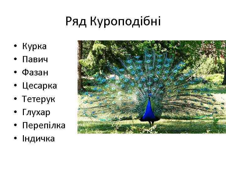 Ряд Куроподібні • • Курка Павич Фазан Цесарка Тетерук Глухар Перепілка Індичка 