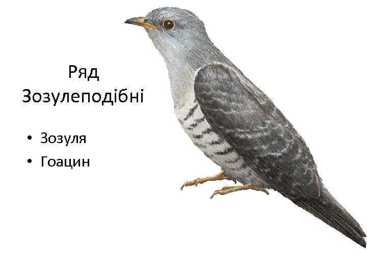 Ряд Зозулеподібні • Зозуля • Гоацин 