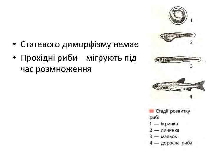  • Статевого диморфізму немає • Прохідні риби – мігрують під час розмноження 
