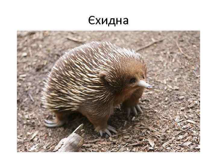 Єхидна 