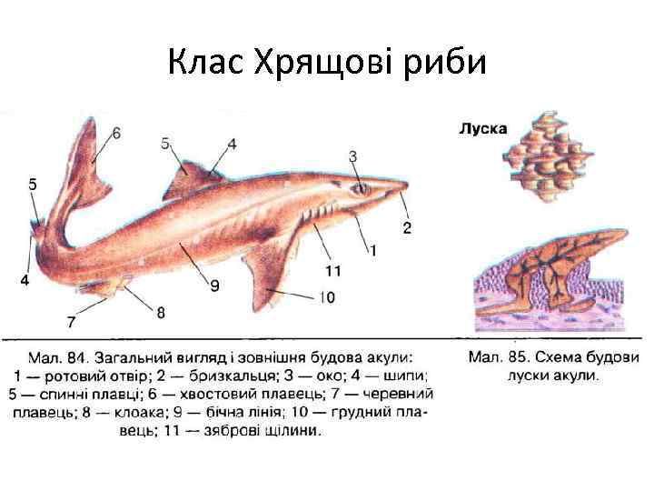 Клас Хрящові риби 
