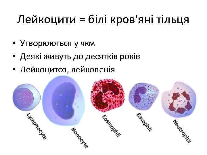 Лейкоцити = білі кров'яні тільця • Утворюються у чкм • Деякі живуть до десятків