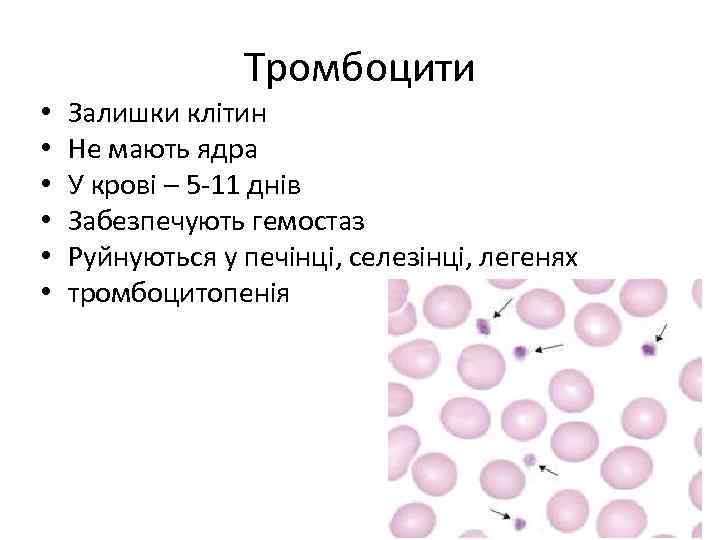 Тромбоцити • • • Залишки клітин Не мають ядра У крові – 5 -11