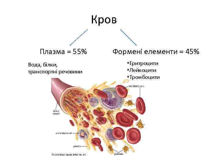 Кров Плазма = 55% Вода, білки, транспортні речовини Формені елементи = 45% • Еритроцити