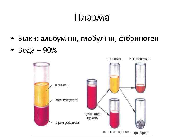 Плазма • Білки: альбуміни, глобуліни, фібриноген • Вода – 90% 