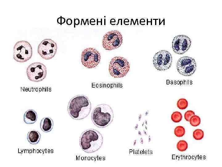 Формені елементи 