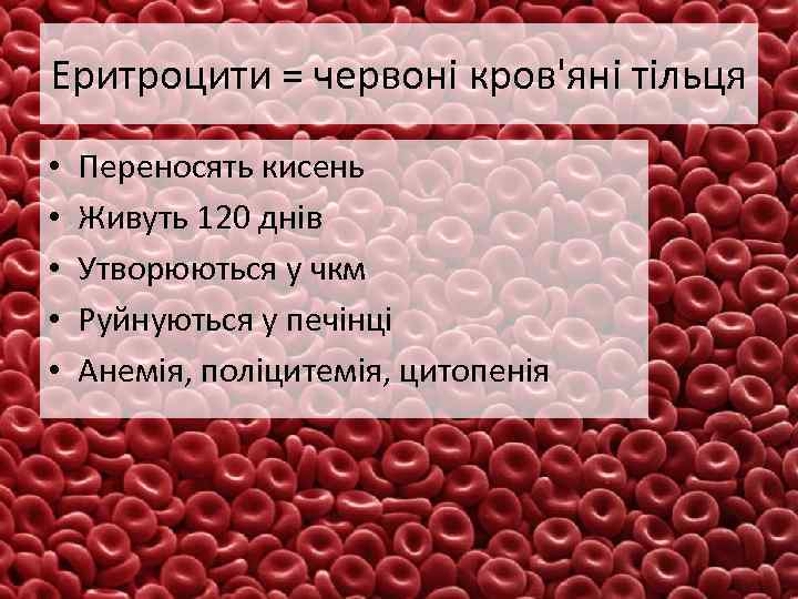 Еритроцити = червоні кров'яні тільця • • • Переносять кисень Живуть 120 днів Утворюються