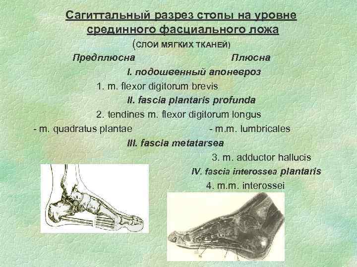 Сагиттальный разрез стопы на уровне срединного фасциального ложа (СЛОИ МЯГКИХ ТКАНЕЙ) Предплюсна Плюсна I.