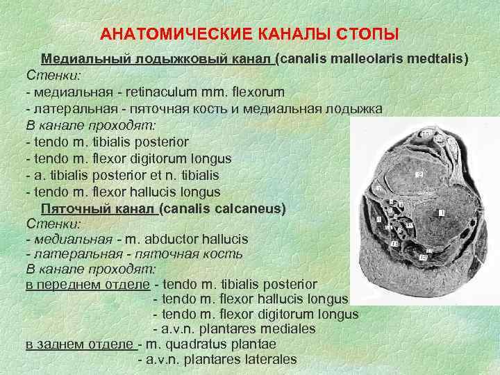 АНАТОМИЧЕСКИЕ КАНАЛЫ СТОПЫ Медиальный лодыжковый канал (canalis malleolaris medtalis) Стенки: - медиальная - retinaculum