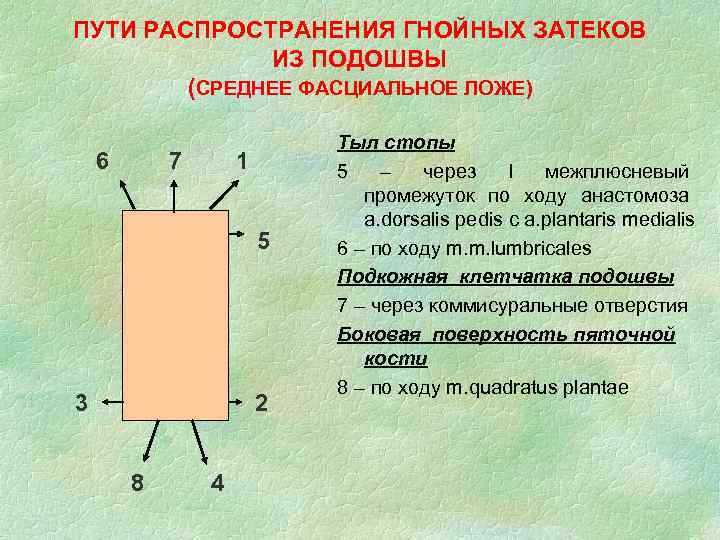 ПУТИ РАСПРОСТРАНЕНИЯ ГНОЙНЫХ ЗАТЕКОВ ИЗ ПОДОШВЫ (СРЕДНЕЕ ФАСЦИАЛЬНОЕ ЛОЖЕ) 6 7 1 5 3