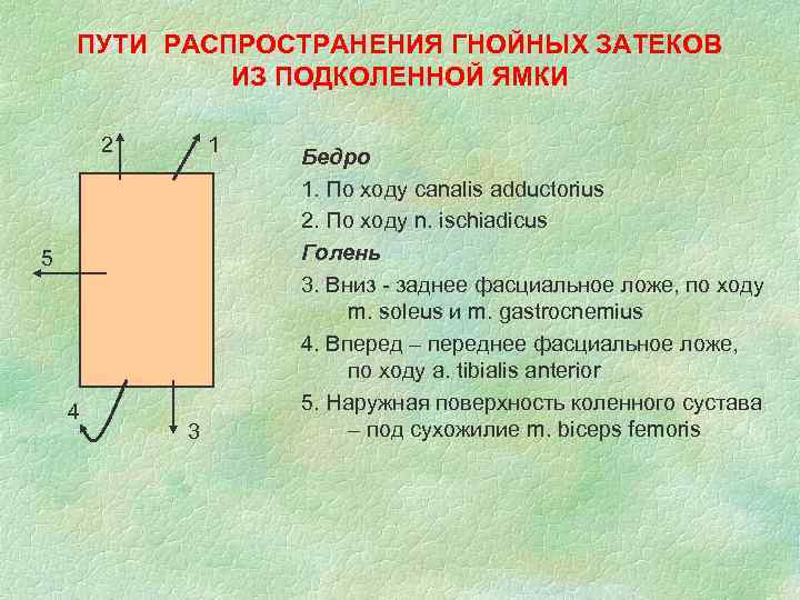 ПУТИ РАСПРОСТРАНЕНИЯ ГНОЙНЫХ ЗАТЕКОВ ИЗ ПОДКОЛЕННОЙ ЯМКИ 2 1 5 4 3 Бедро 1.