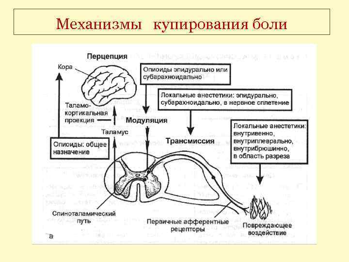 Механизмы купирования боли 