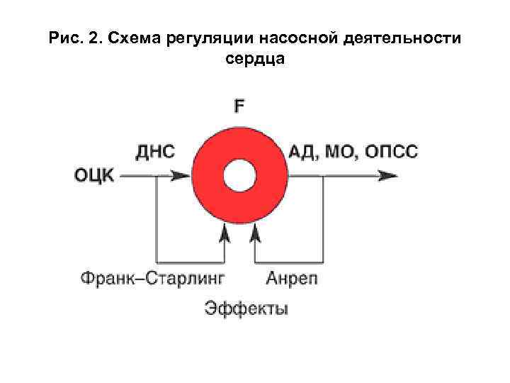 Рис. 2. Схема регуляции насосной деятельности сердца 