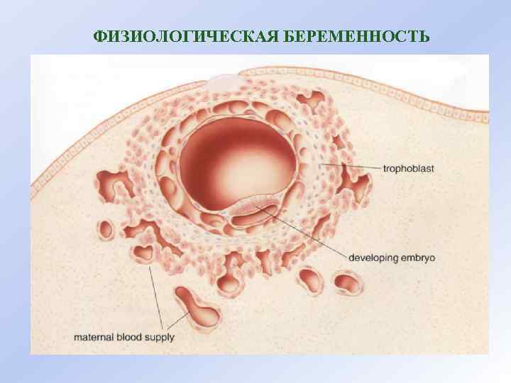 ФИЗИОЛОГИЧЕСКАЯ БЕРЕМЕННОСТЬ 