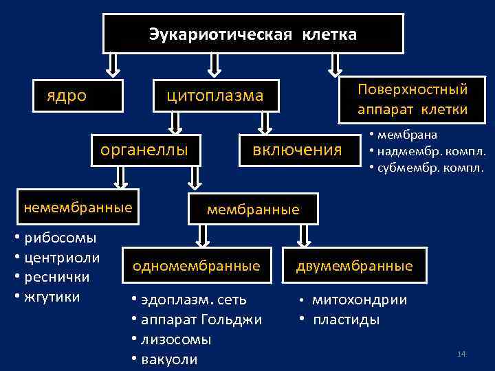 Немембранные органоиды эукариот