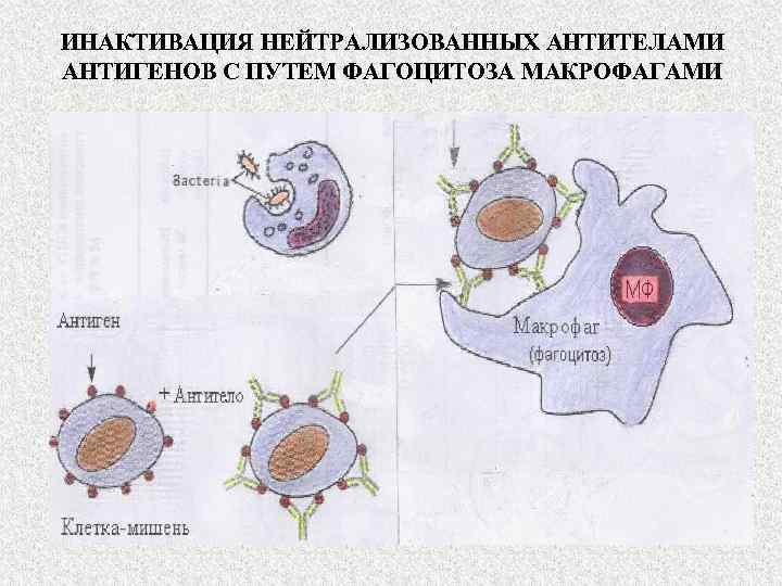 ИНАКТИВАЦИЯ НЕЙТРАЛИЗОВАННЫХ АНТИТЕЛАМИ АНТИГЕНОВ С ПУТЕМ ФАГОЦИТОЗА МАКРОФАГАМИ 