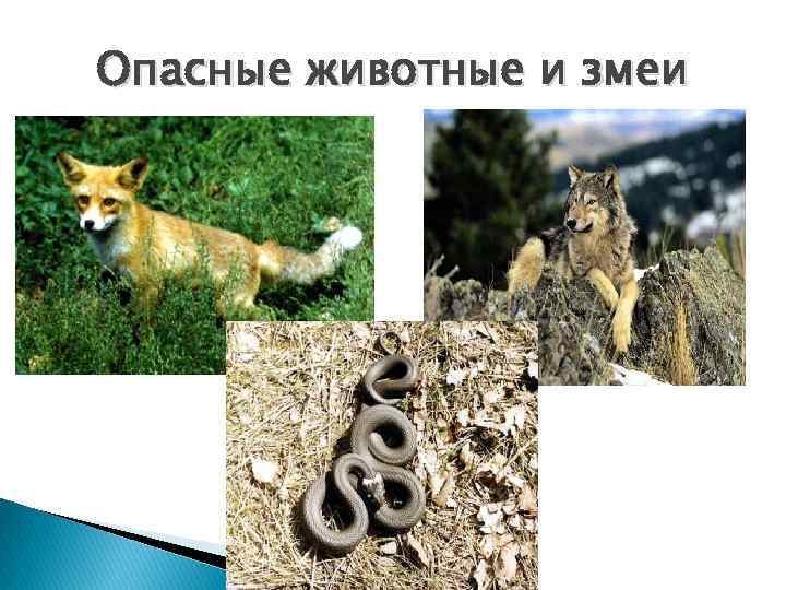 Опасные животные и змеи 