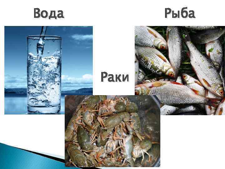 Вода Рыба Раки 