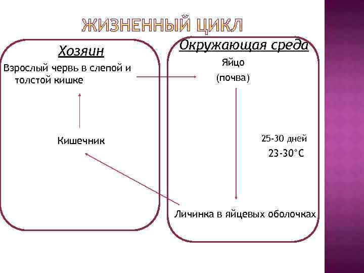 Хозяин Взрослый червь в слепой и толстой кишке Кишечник Окружающая среда Яйцо (почва) 25