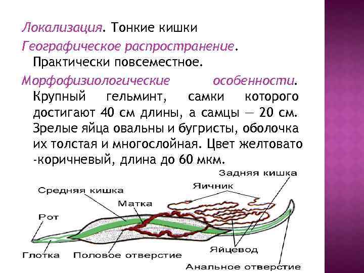 Морфофизиологические особенности типа круглых червей. Морфофизиологические особенности это. Географическое распространение круглых червей. Морфофизиологическая характеристика популяции.