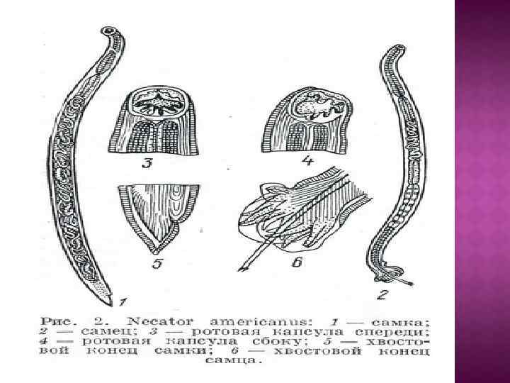 Анкилостома строение рисунок