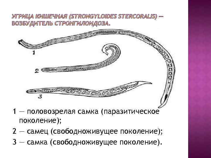 1 — половозрелая самка (паразитическое поколение); 2 — самец (свободноживущее поколение); 3 — самка