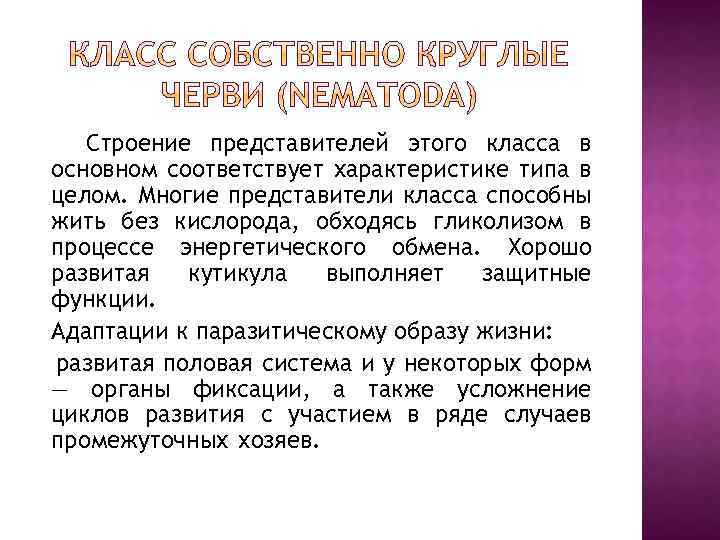 Строение представителей этого класса в основном соответствует характеристике типа в целом. Многие представители класса