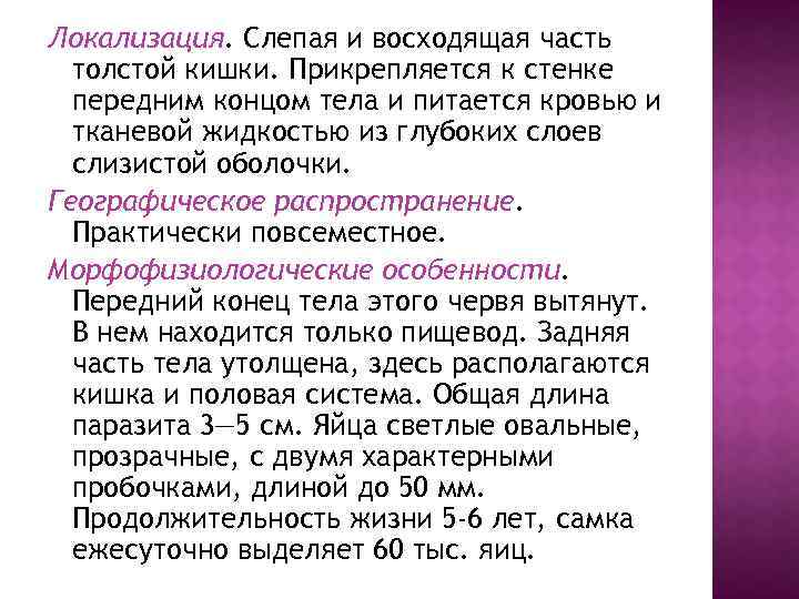 Локализация. Слепая и восходящая часть толстой кишки. Прикрепляется к стенке передним концом тела и