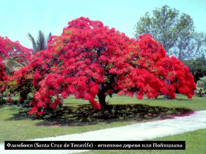 Фламбоян (Santa Cruz de Tenerife) - огненное дерево или Пойнциана 