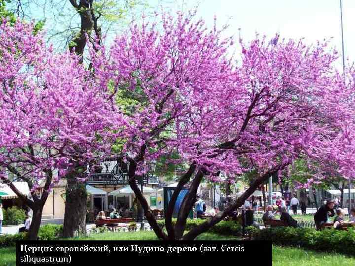 Церцис европейский, или Иудино дерево (лат. Cercis siliquastrum) 